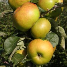 5038838000072 1 Apple BramleyS Seedl Bush Mm106 12L.jpg